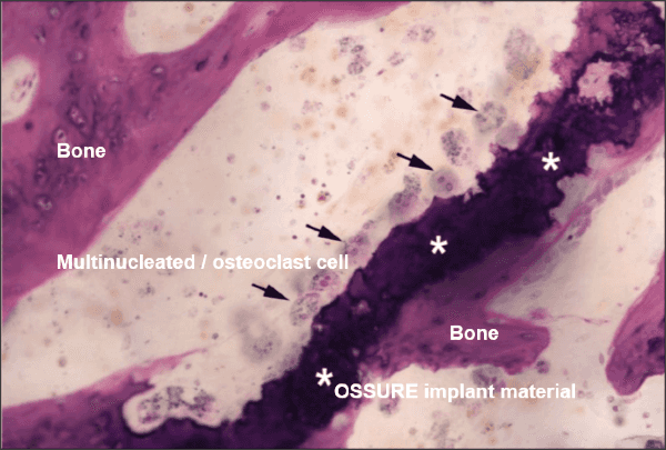 Histology Slide from Pre-Clinical Study