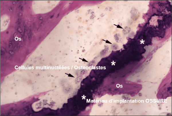 Diapositive histologique tirée d'une étude sur le chien